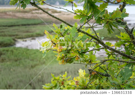 Breton oak, acorn and leaf, quercus 136631338