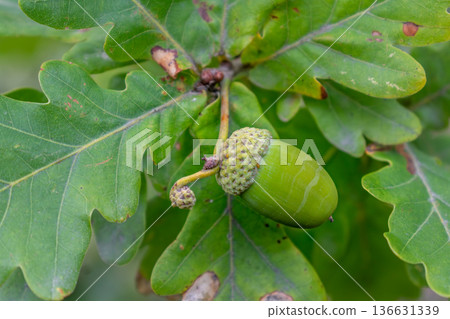 Breton oak, acorn and leaf, quercus 136631339