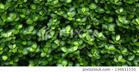 leaf wall wallpaper design 136631550