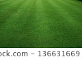 Green lawn pattern texture 136631669