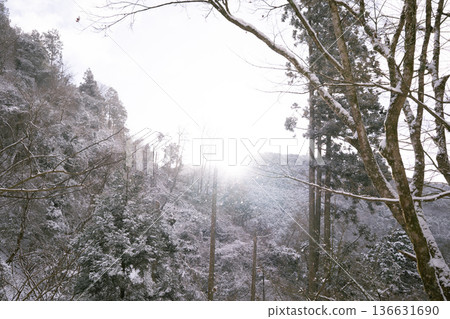 Snow-covered trees Snow-covered trees 136631690