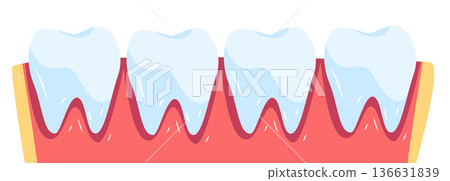 Teeth anatomy healthy gums dental structure cross section showing molars roots pink gum tissue medical diagram Teeth anatomy healthy gums dental structure cross section showing molars roots pink gum tissue medical diagram 136631839