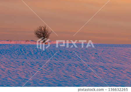 Silent winter solitude. Solitary tree beneath pastel skies. Desolate winter scene with soft colors and quiet mood. Lone tree in snowy landscape at sunset evokes calm and isolation Silent winter solitude. Solitary tree beneath pastel skies. Desolate winter scene with soft colors and quiet mood. Lone tree in snowy landscape at sunset evokes calm and isolation 136632265