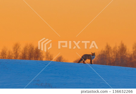Winter landscape with animal. Red fox climbing in a snowy hill 136632266