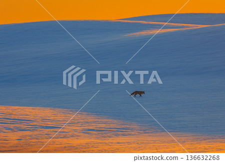 Winter landscape with animal. Red fox climbing in a snowy hill 136632268
