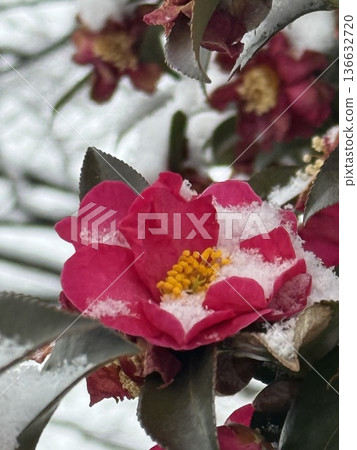 Snow-covered camellia flowers Winter natural background Close-up material 136632720
