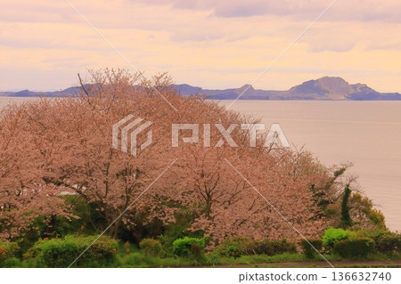 從赤穗岬(兵庫縣赤穗市)眺望西島和波澤島,櫻花盛開。 從赤穗岬(兵庫縣赤穗市)眺望西島和波澤島,櫻花盛開。 136632740