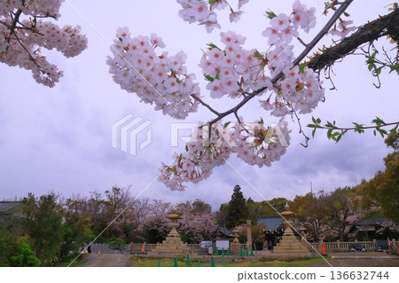 岩戶姬神社(兵庫縣赤穗市)櫻花盛開 岩戶姬神社(兵庫縣赤穗市)櫻花盛開 136632744