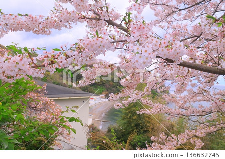 Ako Misaki: Cherry blossoms in full bloom at Fukura Beach (Ako City, Hyogo Prefecture) 136632745
