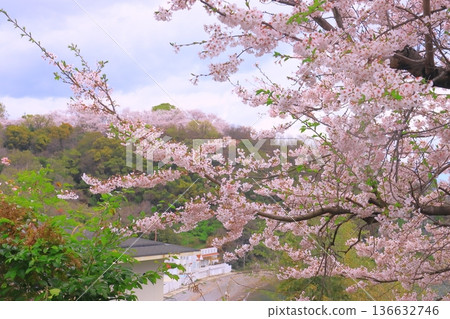 Ako Misaki: Cherry blossoms in full bloom at Fukura Beach (Ako City, Hyogo Prefecture) 136632746