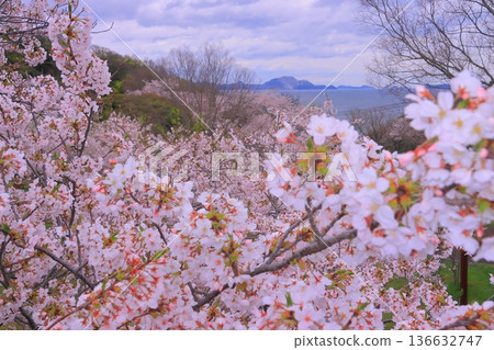 Ako Misaki: Cherry blossoms in full bloom at Fukura Beach (Ako City, Hyogo Prefecture) 136632747