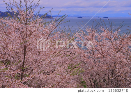 Cherry blossoms in full bloom at Ako Misaki (Ako City, Hyogo Prefecture) Cherry blossoms in full bloom at Ako Misaki (Ako City, Hyogo Prefecture) 136632748