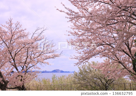 赤穗岬櫻花盛開（兵庫縣赤穗市） 136632795
