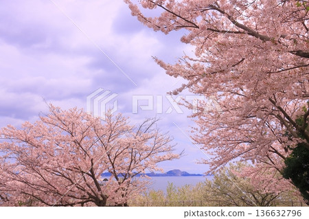 Cherry blossoms in full bloom at Ako Misaki (Ako City, Hyogo Prefecture) Cherry blossoms in full bloom at Ako Misaki (Ako City, Hyogo Prefecture) 136632796