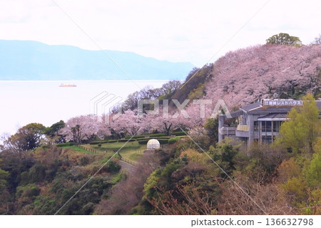 Cherry blossoms in full bloom at Ako Misaki (Ako City, Hyogo Prefecture) 136632798