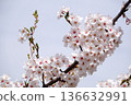 Cherry blossoms that herald spring 136632991