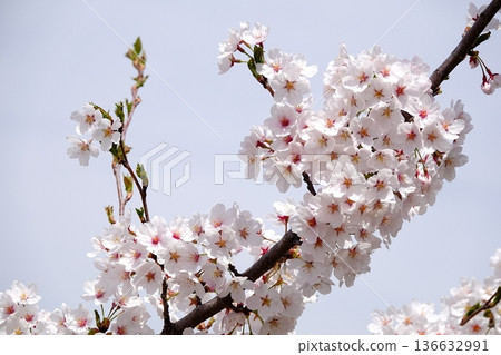 Cherry blossoms that herald spring 136632991