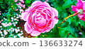 Rose of pink color 136633274
