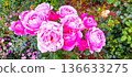 Blooming pink roses 136633275