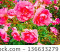 Blooming red roses 136633279