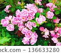 Blooming pink roses 136633280