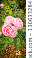 Rose of pink color 136633284
