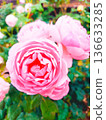 Rose of pink color 136633285
