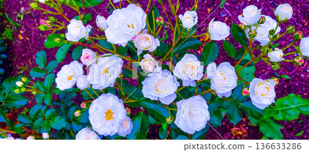 Rose of white Rose of white 136633286