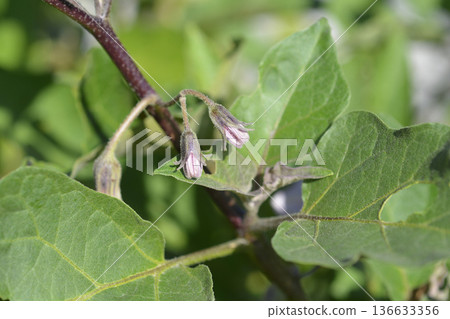 Bitter tomato Bitter tomato 136633356