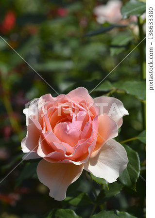 Rose Apricot Candy Rose Apricot Candy 136633380