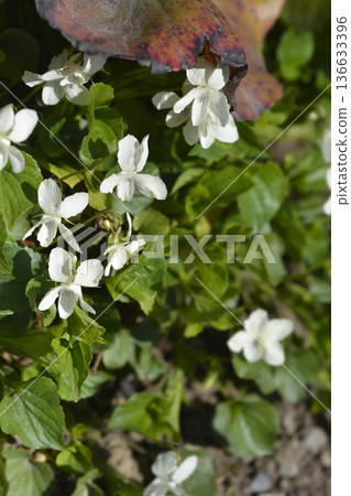 Striped white violet 136633396
