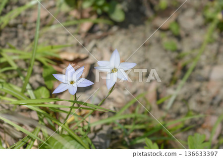 Spring starflower Wisley Blue 136633397