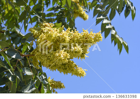 Tree of heaven Tree of heaven 136633398