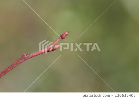 Highbush blueberry Highbush blueberry 136633403