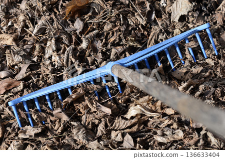 Blue Plastic Rake on Dry Autumn Leaves Blue Plastic Rake on Dry Autumn Leaves 136633404