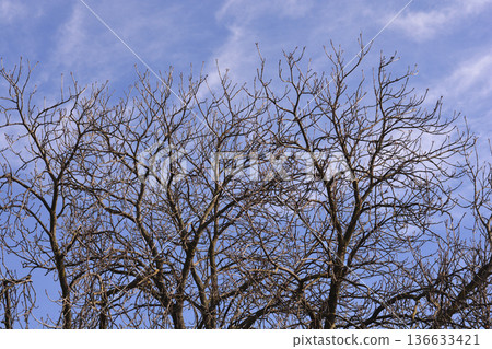 Common horse chestnut Common horse chestnut 136633421