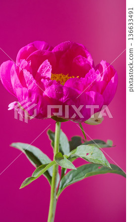 Bright peony against colorful background. Richly colored peony displayed on vivid magenta background 136633491