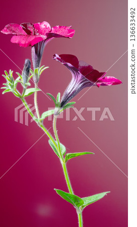 Colorful petunia with lively red background. Captivating image of magenta petunia against vivid red gradient 136633492