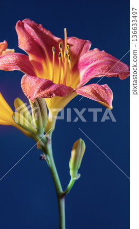 Vivid flower scene. Striking daylily set against rich deep blue background with intricate textures Vivid flower scene. Striking daylily set against rich deep blue background with intricate textures 136633497