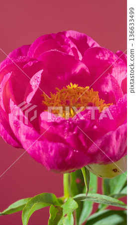Vivid pink peony featuring textured petals and intricate stamen details ideal for romantic themes Vivid pink peony featuring textured petals and intricate stamen details ideal for romantic themes 136633499