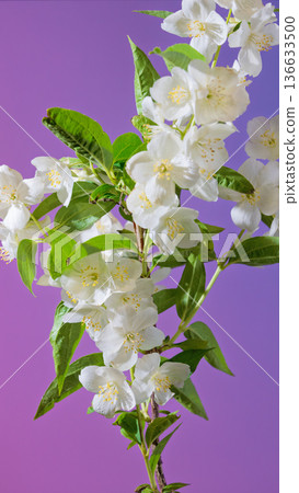 Charming arrangement of jasmine branches showcasing lush leaves and blossoms against purple setting Charming arrangement of jasmine branches showcasing lush leaves and blossoms against purple setting 136633500