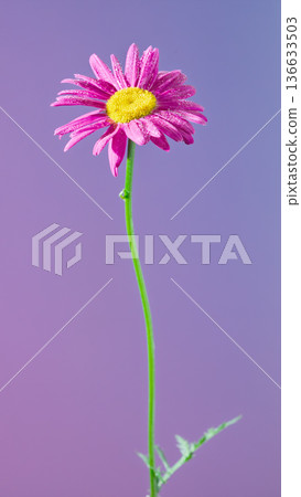 Elegant floral display. Refined pink daisy with sparse leaves against gentle gradient background Elegant floral display. Refined pink daisy with sparse leaves against gentle gradient background 136633503