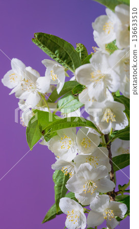 Striking bouquet featuring vivid colors and exquisite petal detail against dark background Striking bouquet featuring vivid colors and exquisite petal detail against dark background 136633510