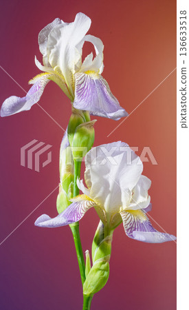 Vivid floral imagery. Expressive image capturing crumpled petals and deep hues in stylized floral scene Vivid floral imagery. Expressive image capturing crumpled petals and deep hues in stylized floral scene 136633518