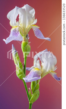 Delicate iris bouquet with curling petals. Calm spa themed scene featuring lavender iris groupings 136633520