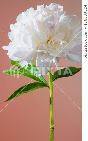 Graceful white peony against peach background. Blossoming white peony with soft petals and slender stem 136633524