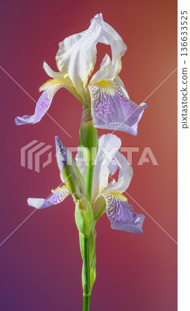 Graceful iris with subtle coloration. Refined botanical image emphasizing natural beauty and purity themes 136633525
