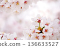 Soft spring-colored cherry blossoms 136633527