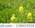 Spring rape blossoms and green background 136633528