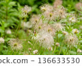 Fluffy wildflower seeds 136633530